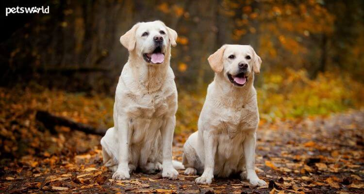 dok Krijger Burger 7 manieren om uw Labrador gelukkig en gezond te houden - Huisdierwebsite